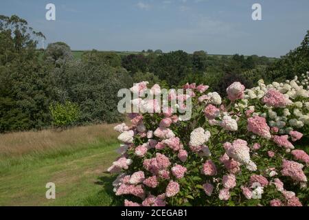 Sommer blühende rosa Blume Köpfe eines panicled Hydrangea Strauch (Hortensia paniculata 'Vanille Fraise') Wächst auf einem Hillside Garden in Rural Devon Stockfoto