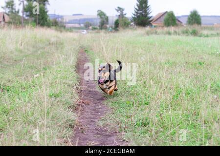 Fröhlicher schwarzer und brauner Dackel läuft und jagt draußen. Stockfoto