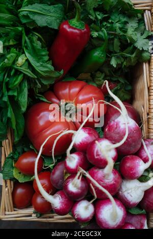 Crop Frau in Hemd und Rock halten in den Händen Korb mit offenem Deckel voll von hellen frischen Tomaten, Pfeffer, Rettich und Potherbs Stockfoto