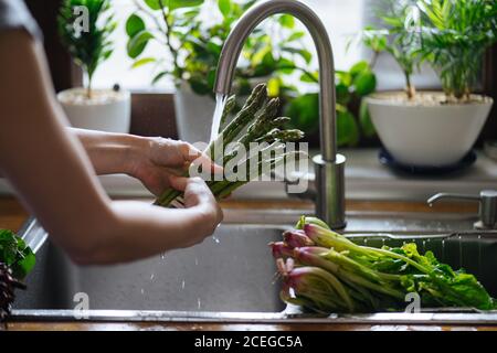 Crop Rückansicht der weiblichen Reinigung frischen grünen Sperling-Gras unter Fließendes Wasser im Waschbecken am Fenster Stockfoto