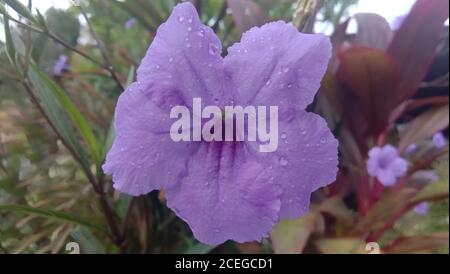 Ruellia simplex, die mexikanische Petunia, mexikanische Bluebell oder Britton's wilde Petunia, ist eine Art der blühenden Pflanze in der Familie Acanthaceae. Stockfoto