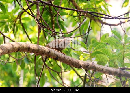 Ceylon Rufous Babbler (Turdoides rufescens) auf einem schönen Zweig mit schönen Kolonien von Schimmel auf einem Hintergrund von grünem Laub. Sri Lanka endemisch Stockfoto