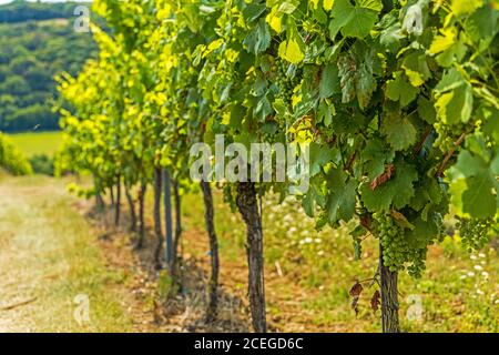 Weinberg in Thüringen bei Bad Sulza Stockfoto