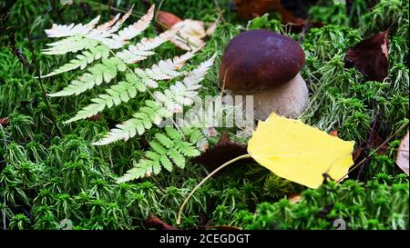 Schöner Pilz auf Moos im Wald in Pilzsaison weißer Pilz (Boletus edulis, Königskolete). Gelbes Espenblatt am Herbsttag Stockfoto