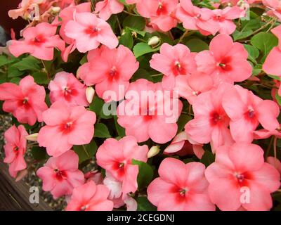 Helles Lachs Impatiens in Topfpflanzen, wissenschaftlicher Name Impatiens walleriana Blumen auch Balsam genannt, Blumenbeet von Blüten in weiß Stockfoto