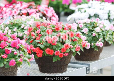 Mischfarben Impatiens in Topfpflanzen, wissenschaftlicher Name Impatiens walleriana Blumen auch Balsam genannt, Blumenbeet von Blüten in weiß Stockfoto