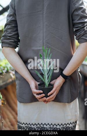 Crop weiblich im Sommerkleid und Jacke in Händen halten Kleiner schwarzer Topf mit hoher schöner blassgrüner saftiger Pflanze Bei unscharfem Hintergrund mit Hintergrundbeleuchtung Stockfoto