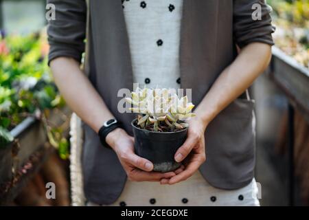 Crop weiblich im Sommerkleid und Jacke in Händen halten Kleiner schwarzer Topf mit hoher schöner blassgrüner saftiger Pflanze Bei unscharfem Hintergrund mit Hintergrundbeleuchtung Stockfoto