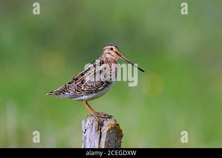 Schnepfenschnecke (Gallinago gallinago faeroeensis) Männchen auf Holzzaunpfosten entlang Wiese / Grünland thront Im Sommer Stockfoto