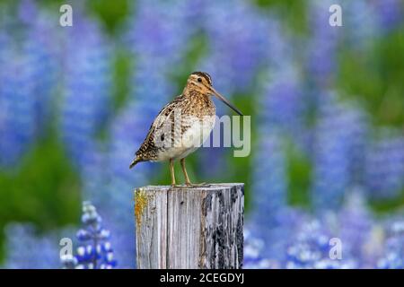 Schnepfenschnauze (Gallinago gallinago) Männchen thront auf Holzzaunpfosten entlang Wiese mit Lupinen Im Sommer in Blüte Stockfoto