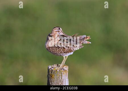 Schnepfenschnauze (Gallinago gallinago) Männchen thront auf Holzzaunpfosten entlang Wiese und Preening Federn im Sommer Stockfoto