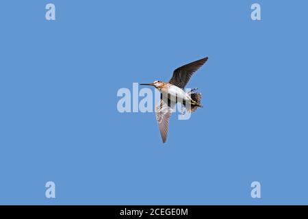 Schnepfenschnauze (Gallinago gallinago) Männchen zeigt Balz fliegende Anzeige im Sommer Stockfoto