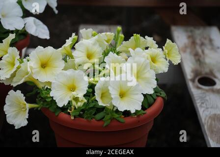 Petunia, Petunias im Tablett, Petunia im Topf, hellgelbe Petunia Stockfoto
