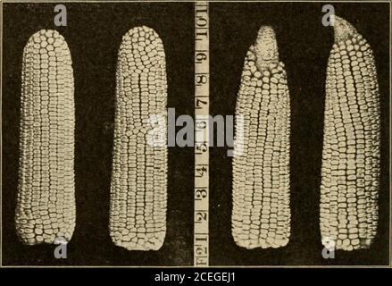 . Landwirtschaft für Anfänger. Abb. 54. Gute Stiele zur SelektionSamen aus 72 LANDWIRTSCHAFT FÜR ANFÄNGER Mais wird geschält. Eine Box kann am hinteren Ende eines Wagens und Hned mit Büchsensack befestigt werden. Dies wird ein con-venient Ort, in dem die besten Ohren gefunden während des Husking setzen. Später sollte der Mais wieder umgesehen werden und die endgültige Auswahl getroffen werden. Die Ohren mit befestigen. Fic. 55. Imtkovkment des Mais hv Sklectidn Boone Kreis weißen Mais auf der linken Seite, und der Typ, aus dem es durch die Selektion entwickelt wurde auf der rechten Seite. Von original eingerichtet durch das United States Departmentof Agriculture Bindemittelgarn, A Stockfoto