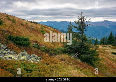 Fichtenwald auf der Bergwiese. Schöne Berglandschaft in der Herbstsaison. Hoher Kamm in der Ferne. Regenwetter mit bewölktem Himmel Stockfoto