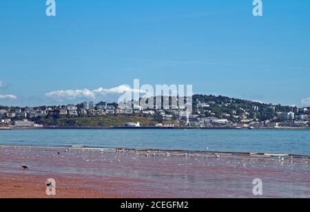Moderne und traditionelle Hotels hängen an den Klippen von Torquay und bieten einen Blick über Torbay. Im Vordergrund sind Vögel die einzigen Besucher von Preston Stockfoto