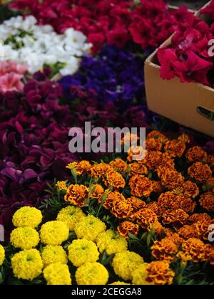 Gelb und orange Ringelblume, primula mit anderen hellen unfocused Blumen stehen in der Nähe zum Verkauf Stockfoto