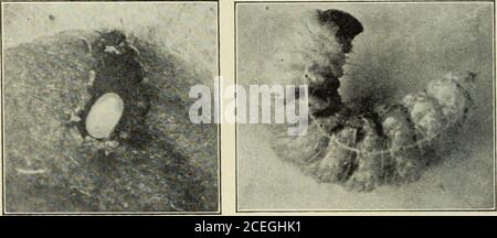 . Handbuch von Fruchtinsekten. Abb. 213. - Junge Quitte, zeigt die Fütterung der Curculios. 238 FRUCHTINSEKTEN sind nicht leicht zu sehen, da sie normalerweise durch die dicke Fuzzycoating der Frucht verborgen wird. Diese frühen Punktionen sind die Ursache für die meisten. Abb. 214. - Abschnitt durch die Abb. 215. - Larve der Quitte curculio, Eiergrube, zeigt das Ei in Position, vergrößert, viel vergrößert. Der knottigen und deformierten Früchte. Die Kavität wird mit gehärtetem, körnigen Gewebe filedwith growi:h wird an diesem Punkt gestoppt, und die Narbe der Punktion kommt, um den Boden einer tiefen Depression in der Oberfläche zu besetzen Stockfoto