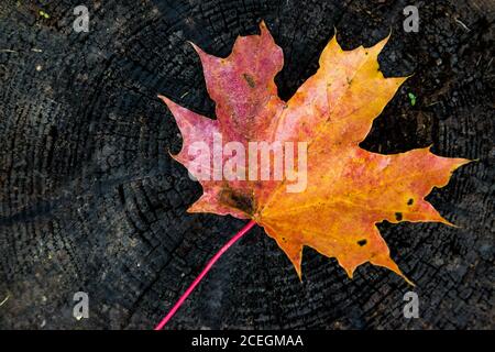 Hintergrund von bunten Ahornblatt im Herbst. Stockfoto