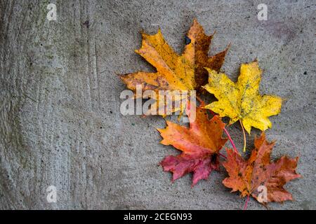 Hintergrund der bunten Ahornblätter im Herbst. Stockfoto