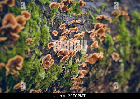 Pilze und Moos auf dem Baum Stockfoto
