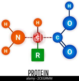 Eiweiß. Strukturelle chemische Formel und molekulares Modell. Vektorgrafik Stock Vektor