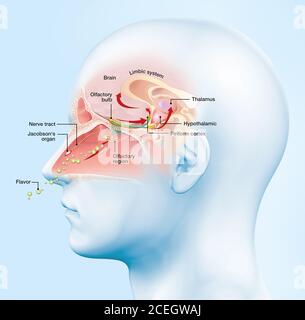 Diese medizinisch 3D-Abbildung: die Funktion der Geruchssinn Stockfoto