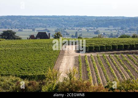 Berühmten französischen Weinberge bei Saint Emilion Stadt in der Nähe von Bordeaux, Frankreich. St Emilion ist einer der wichtigsten Bereiche der Rotwein Bordeaux und sehr beliebt Stockfoto
