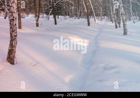 Schneebedeckter Weg im Wald, zwischen den Bäumen, rosa und blauen Schatten auf dem Schnee, sonnig frostigen Tag Stockfoto