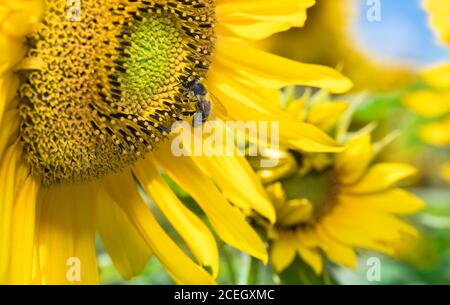 Gewöhnliche Sonnenblume mit europäischer Honigbiene auf Blumendetails. Helianthus annuus. APIs mellifera. Nahaufnahme von gelben Blüten mit Honigbiene. Sommer. Stockfoto