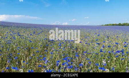 Blühende blaue Kornblumen im Kornfeld-Panorama. Centaurea cyanus. Viele Blauflaschen in der Sommerlandschaft. Ländliche Kornfeld voller invasiver Unkraut. Eco. Stockfoto