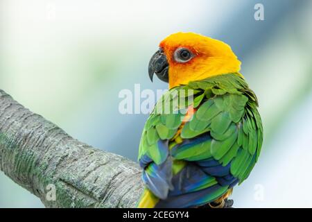 Ein Jenday Conure (Aratinga jandaya), der in einem Baum thront, auch als Jandaya-Sittich bekannt ist, ist ein kleiner neotropischer Vogel, der im Nordosten Brasiliens gefunden wird. Stockfoto