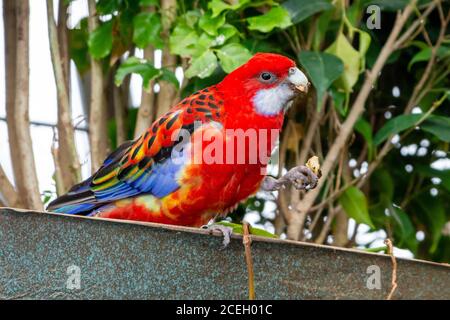 Ein leuchtend roter und gelber östlicher rosella (Platycercus eximius) Papagei oder Sittich ist ein rosella aus dem Südosten Der australische Kontinent und T Stockfoto