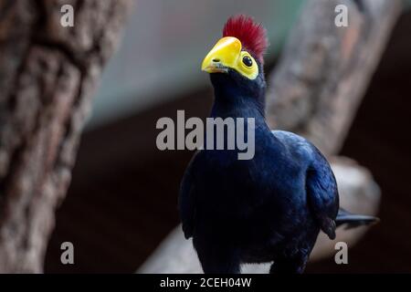 Ein Ross-turaco in den Bäumen oder Lady Ross-turaco (Musophaga rossae) ist ein hauptsächlich bläulich-violetter afrikanischer Vogel der turaco-Familie, Musophagidae Stockfoto