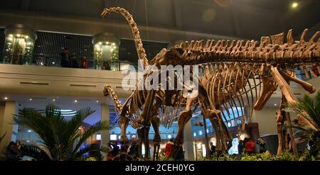 Das Zigong Dinosaurier Museum in Zigong, Sichuan, China. Dieses Museum behauptet, die größte Anzahl von Dinosaurierfossilien der Welt zu enthalten. Innenansicht Stockfoto