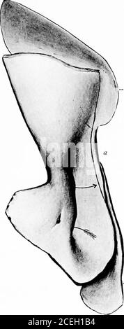 . Revision der Amphibien und Fische der Permianer Nordamerikas. FALL: AMPHIBIEN UND FISCHE. ■Cleithrum -Clavicle- Stockfoto