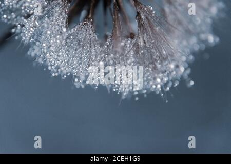 Makro von Löwenzahn mit Wassertropfen darauf in blauer Farbe. Stockfoto