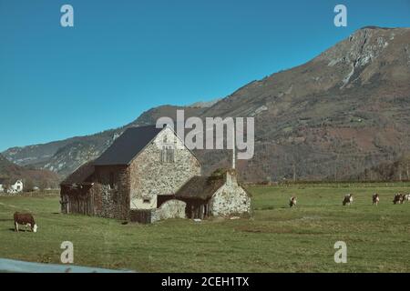 Herde von Kühen Weiden im grünen Tal in der Nähe von gealterten Hütte und wunderschönen Berg auf Canfranc Station in Huesca, Spanien Stockfoto