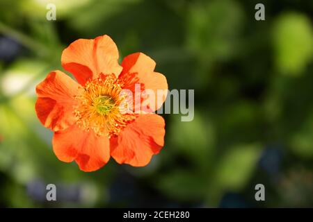 Potentilla fruticosa Tangerine (Draufsicht) im Garten Stockfoto