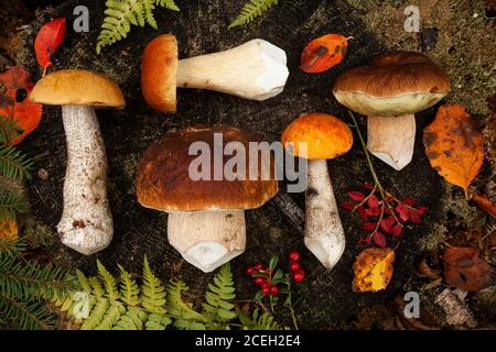 Herbstliche Sorte von essbaren Pilzen aus estnischen Wäldern Stockfoto