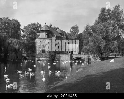 Malerische Schwarz-Weiß-Aufnahme von Schwanen schwimmen im See mit alten Stein Burg am Ufer zwischen Bäumen, Belgien. Stockfoto