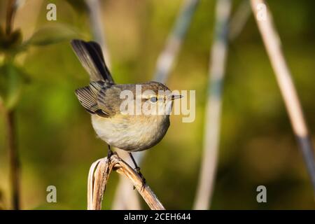 Neugieriger Europäischer singvogel Gemeine Hiffchaff, Phylloscopus collybita in einem estnischen Frühlingswald. Stockfoto