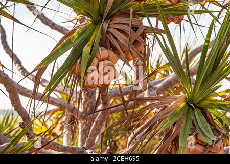 Pandanus bei einer geführten Tour durch das australische Outback Stockfoto