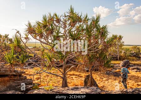 Pandanus bei einer geführten Tour durch das australische Outback Stockfoto