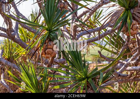 Pandanus bei einer geführten Tour durch das australische Outback Stockfoto