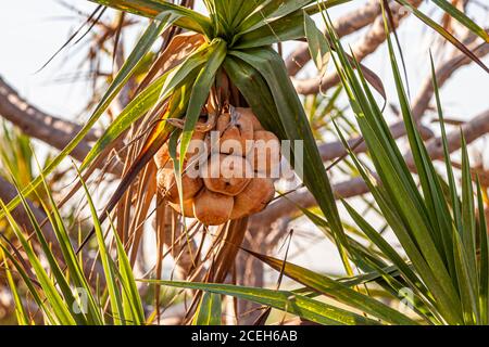 Pandanus bei einer geführten Tour durch das australische Outback Stockfoto