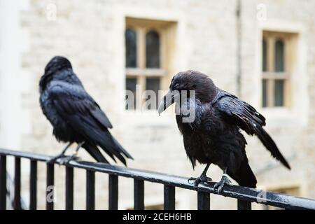 Zwei schwarze Raben im Tower of London, Großbritannien. Rabe (Corvus corax). Stockfoto