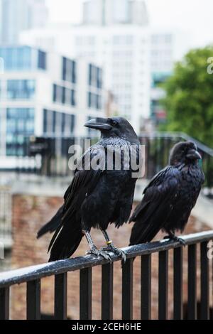 Zwei schwarze Raben im Tower of London, Großbritannien. Rabe (Corvus corax). Stockfoto