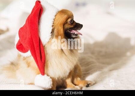 Schöne pommersche Welpen Hund in roten santa Hut. Weihnachtshund. Glückliche Jahreskarte 2018 mit dem Jahr Hund Symbol Stockfoto