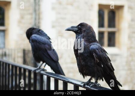 Zwei schwarze Raben im Tower of London, Großbritannien. Rabe (Corvus corax). Stockfoto